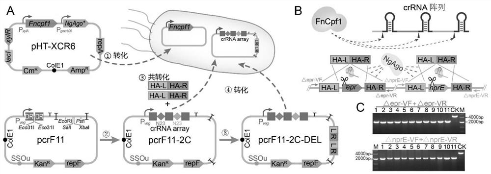 A Crispr Cpf1-based multiple gene editing and expression regulation system in Bacillus subtilis