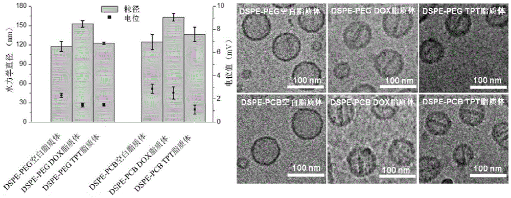 Long-circulating liposome capable of avoiding accelerated blood clearance (ABC) phenomenon, and preparation method and application thereof