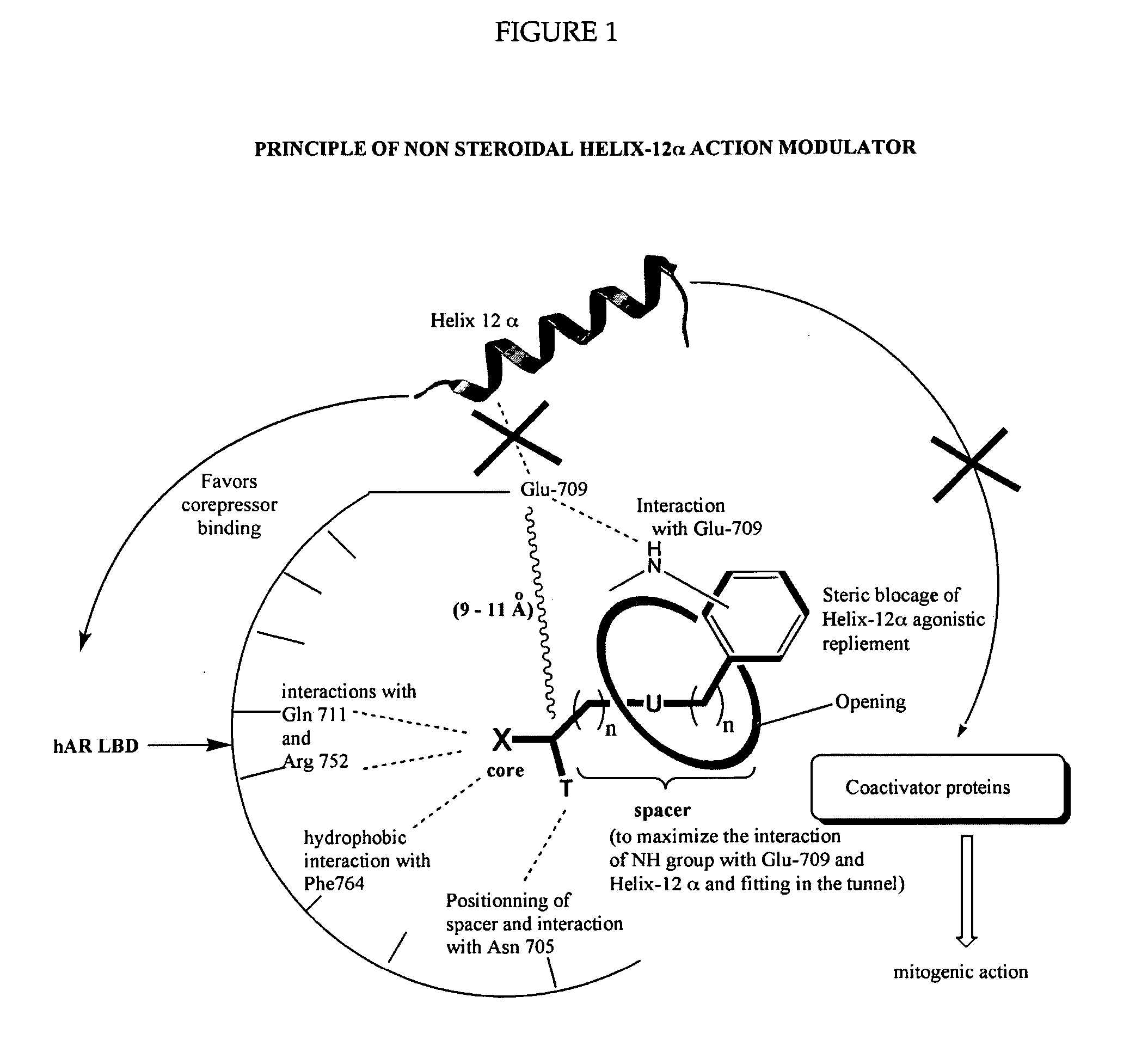 Helix 12 directed non-steroidal antiandrogens