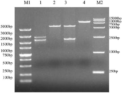 Saccharomyces cerevisiae S8-H with high yield of xylanase and application