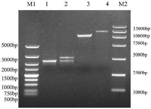 Saccharomyces cerevisiae S8-H with high yield of xylanase and application