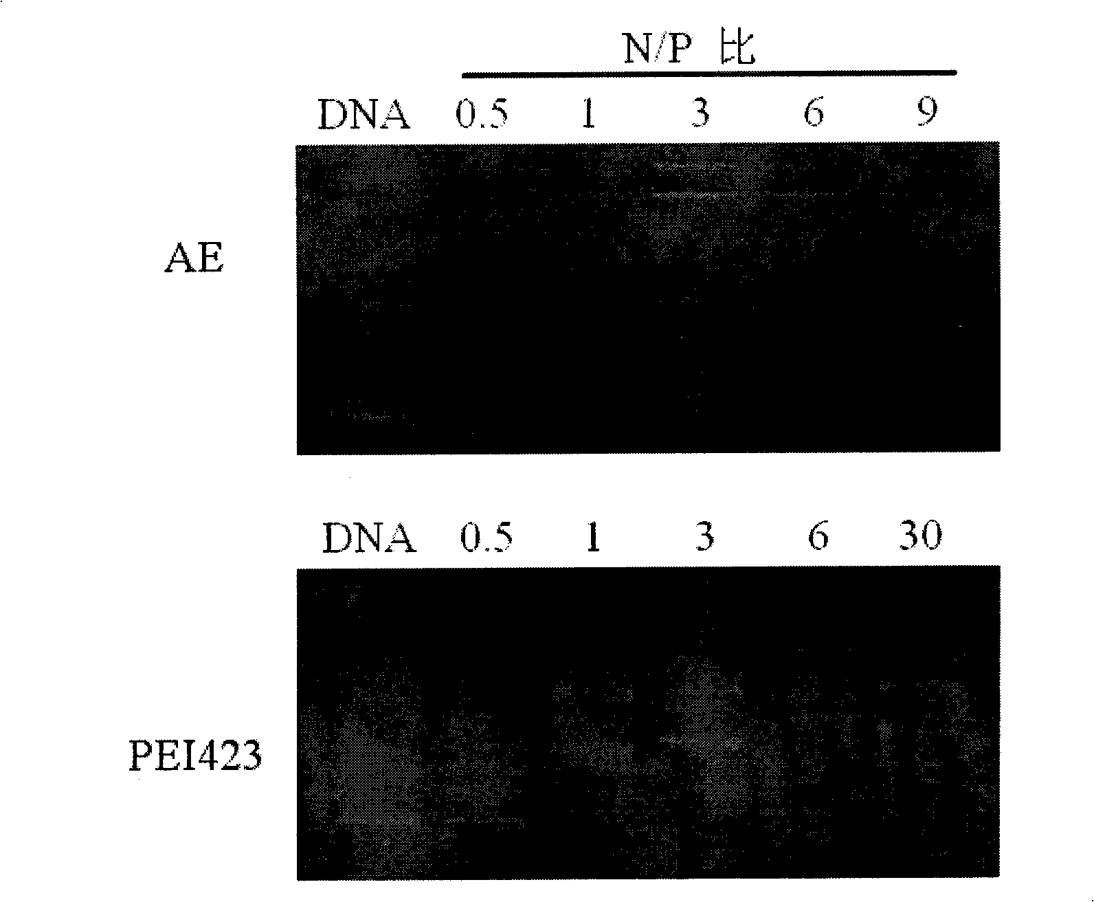 Assembly method for core-shell structural gene support system and uses thereof
