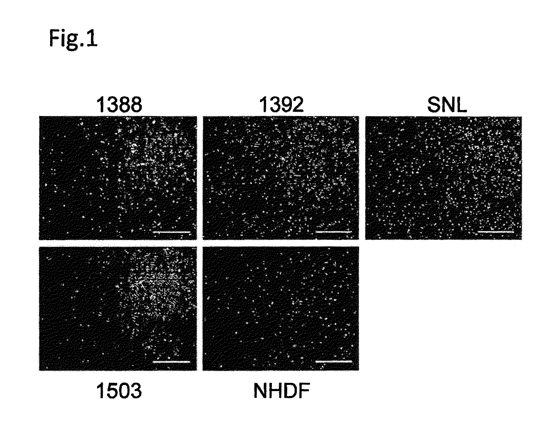 Method for producing induced pluripotent stem cells and method for culturing the same