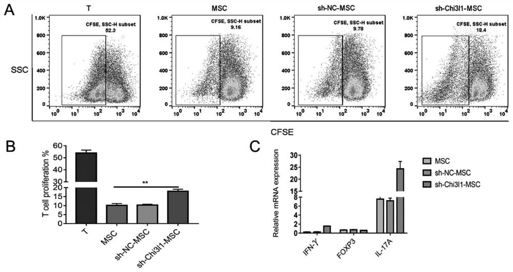 Application of Chi3l1 in regulation and control of immune regulation effect of hUC-MSCs for inhibiting Th17 differentiation meditation