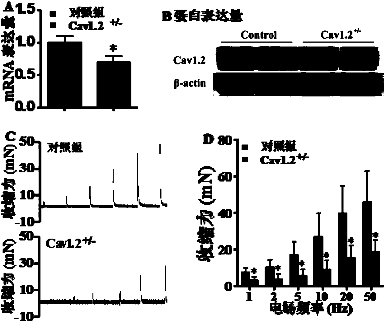 Application of L-type-voltage-gated-calcium-channel agonist to preparing medicine for treating mammal-bladder urinary dysfunction and evaluation method