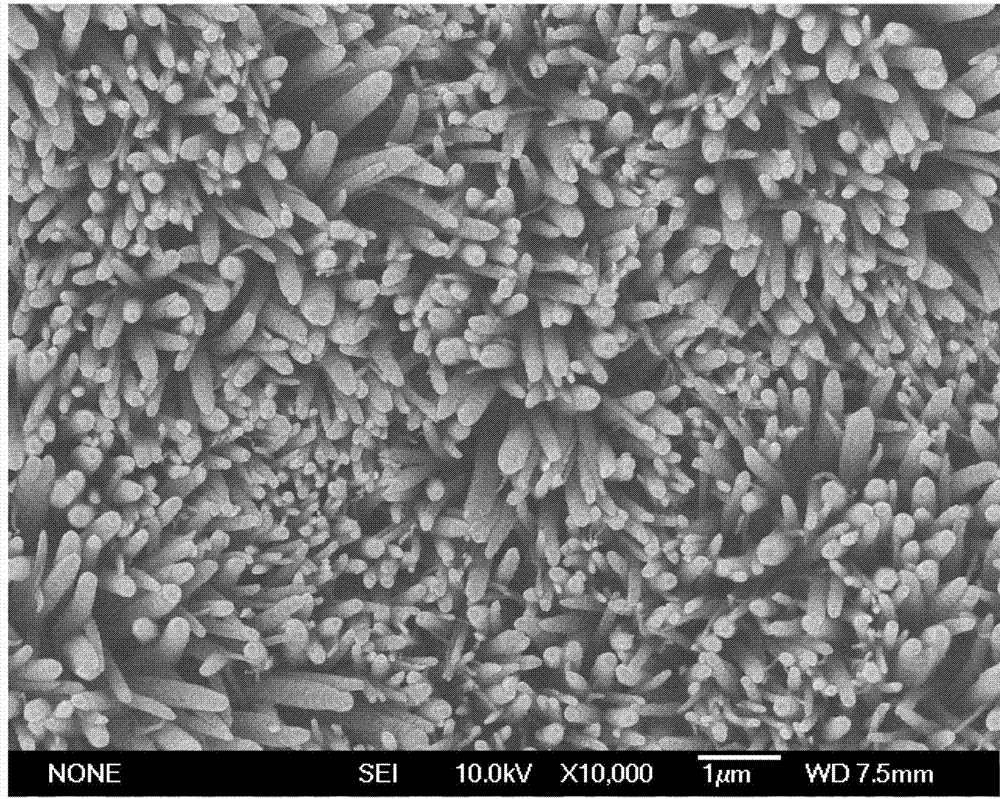 Porous carbon nanorod array electrode and preparation method thereof