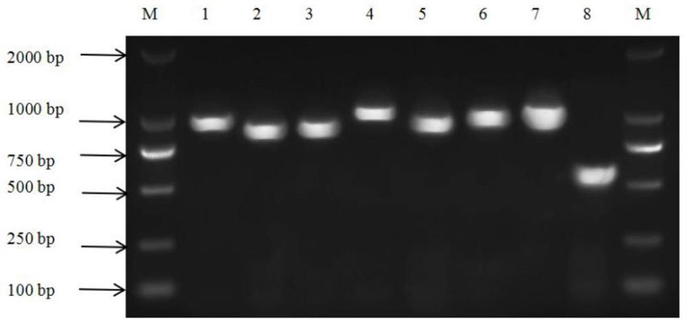 PoSaV GIII type strain whole genome amplification primer and amplification method thereof