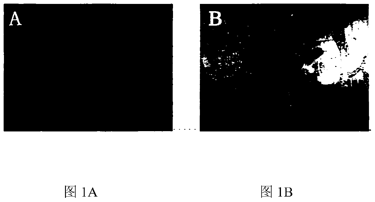 Traditional Chinese medicine for treating cold-dampness diarrhea of dogs and preparation method thereof