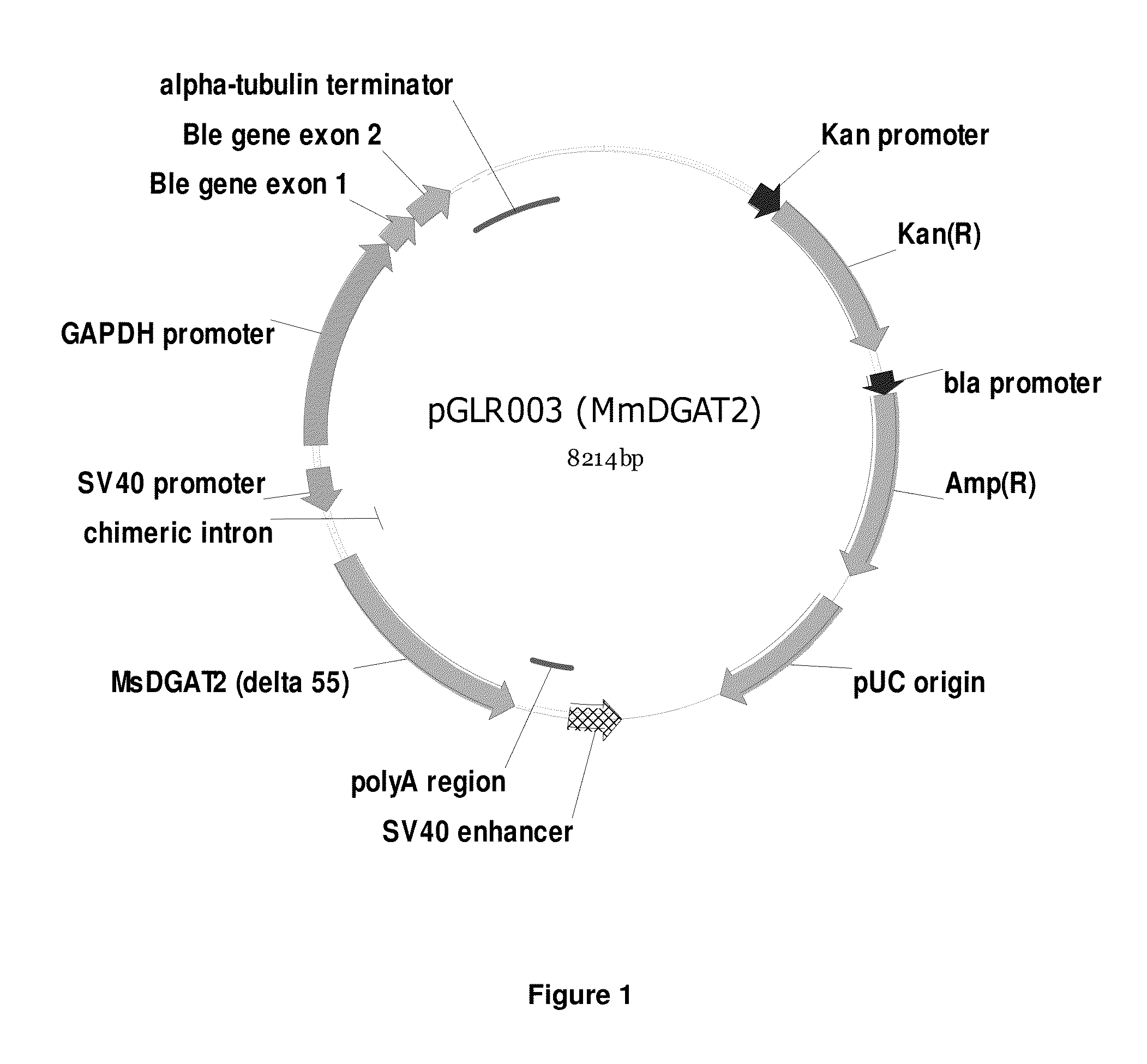 DGAT genes and methods of use for triglyceride production in recombinant microorganisms