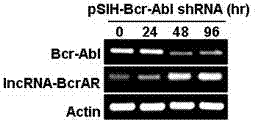 Long-chain non-coding RNA IncRNA-BcrAR and application thereof in cell canceration resistance