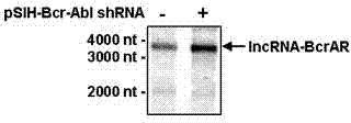 Long-chain non-coding RNA IncRNA-BcrAR and application thereof in cell canceration resistance