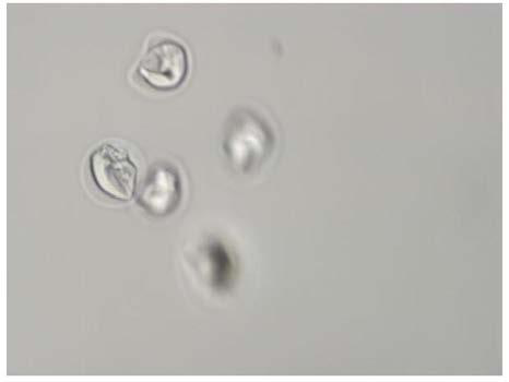 Vitrification freezing liquid and freezing method for ova or cleavage stage embryos
