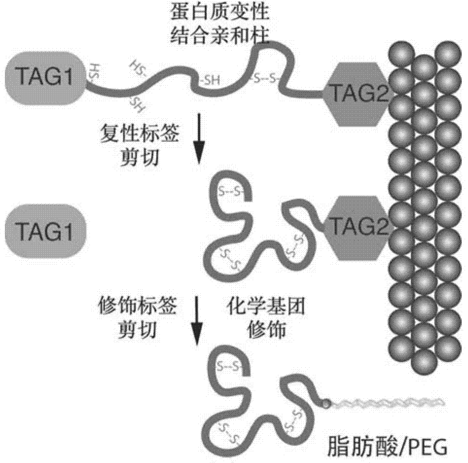 Double-label vector for expression, refolding and modification of long-acting protein medicament and method