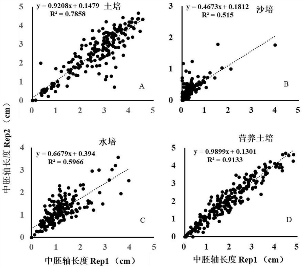 A method for identifying the mesocotyl elongation ability of dry-seeded rice