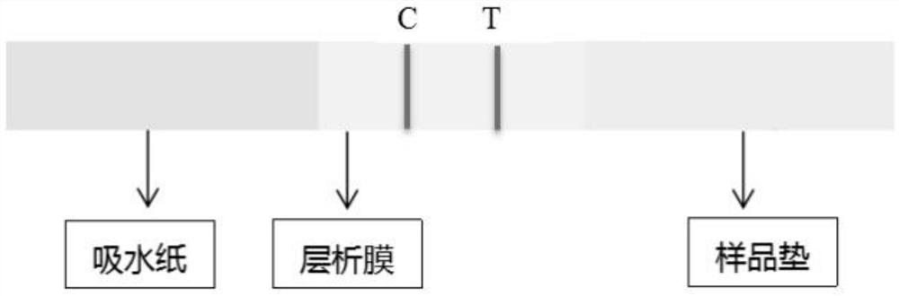 Test strip and kit for quantitatively detecting GDF-15