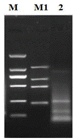 A Fragile X Syndrome Clinical Rapid PCR Detection Kit