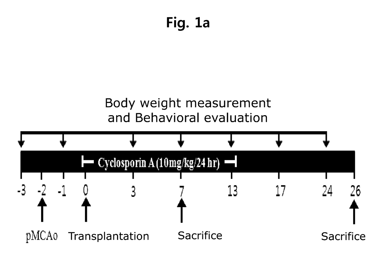 Composition for treating ischemic diseases or neuroinflammatory diseases containing neural progenitor cells or secretome thereof as active ingredient