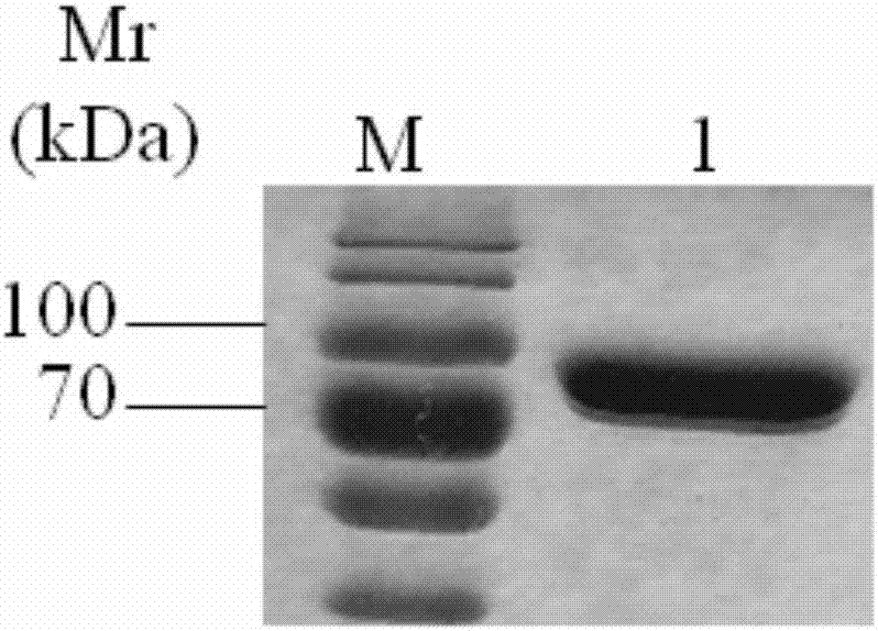 Mycoplasma bovis MbovP579 protein and application thereof