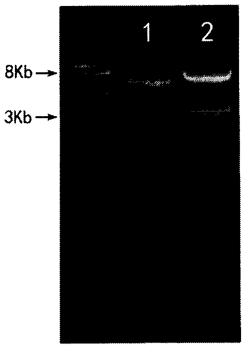 express c  <sub>30</sub> Carotenoids from Recombinant Bacillus subtilis