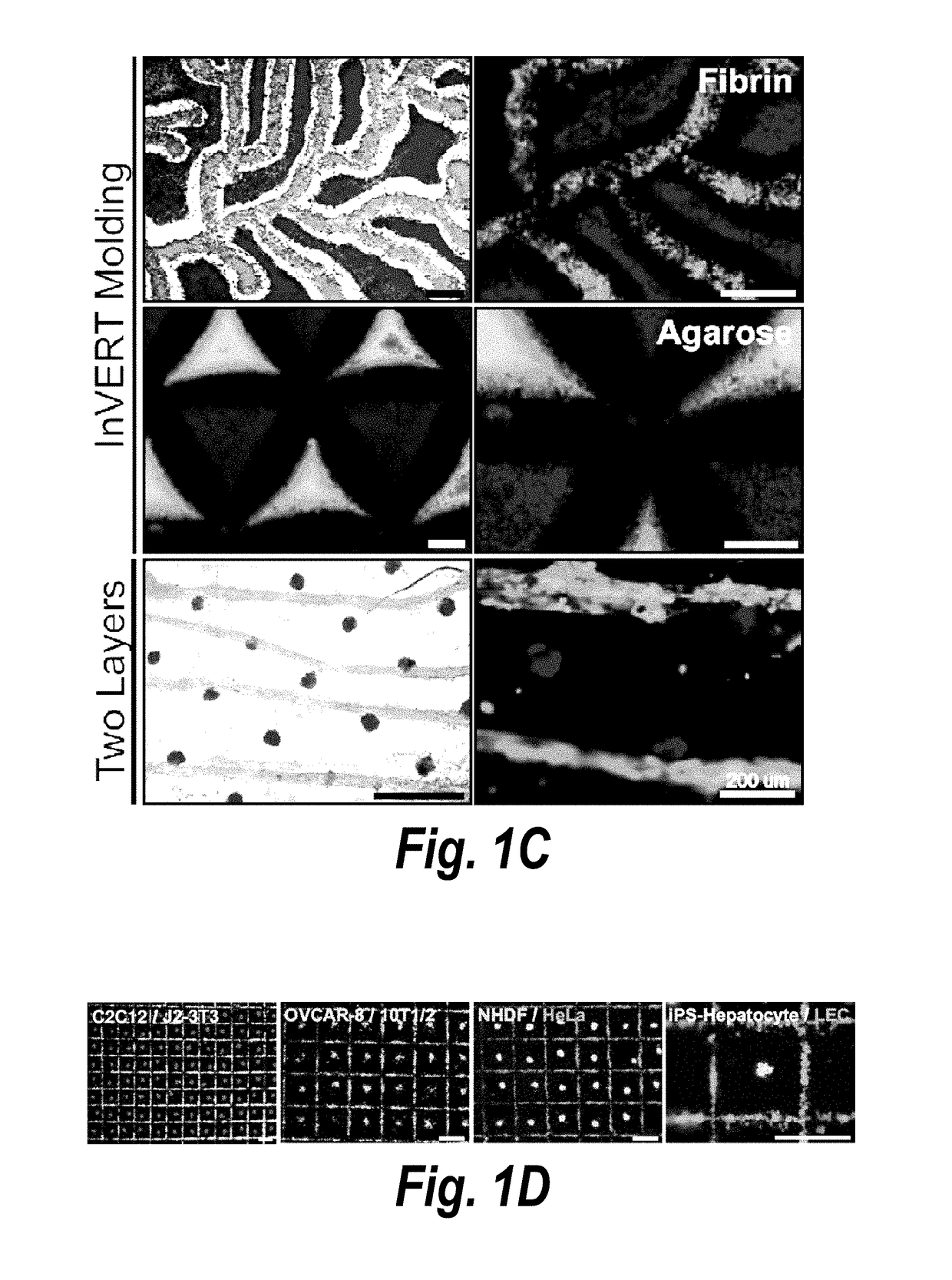 Inverse patterning process for three-dimensional multi-compartmental micro-organization of multiple cell types