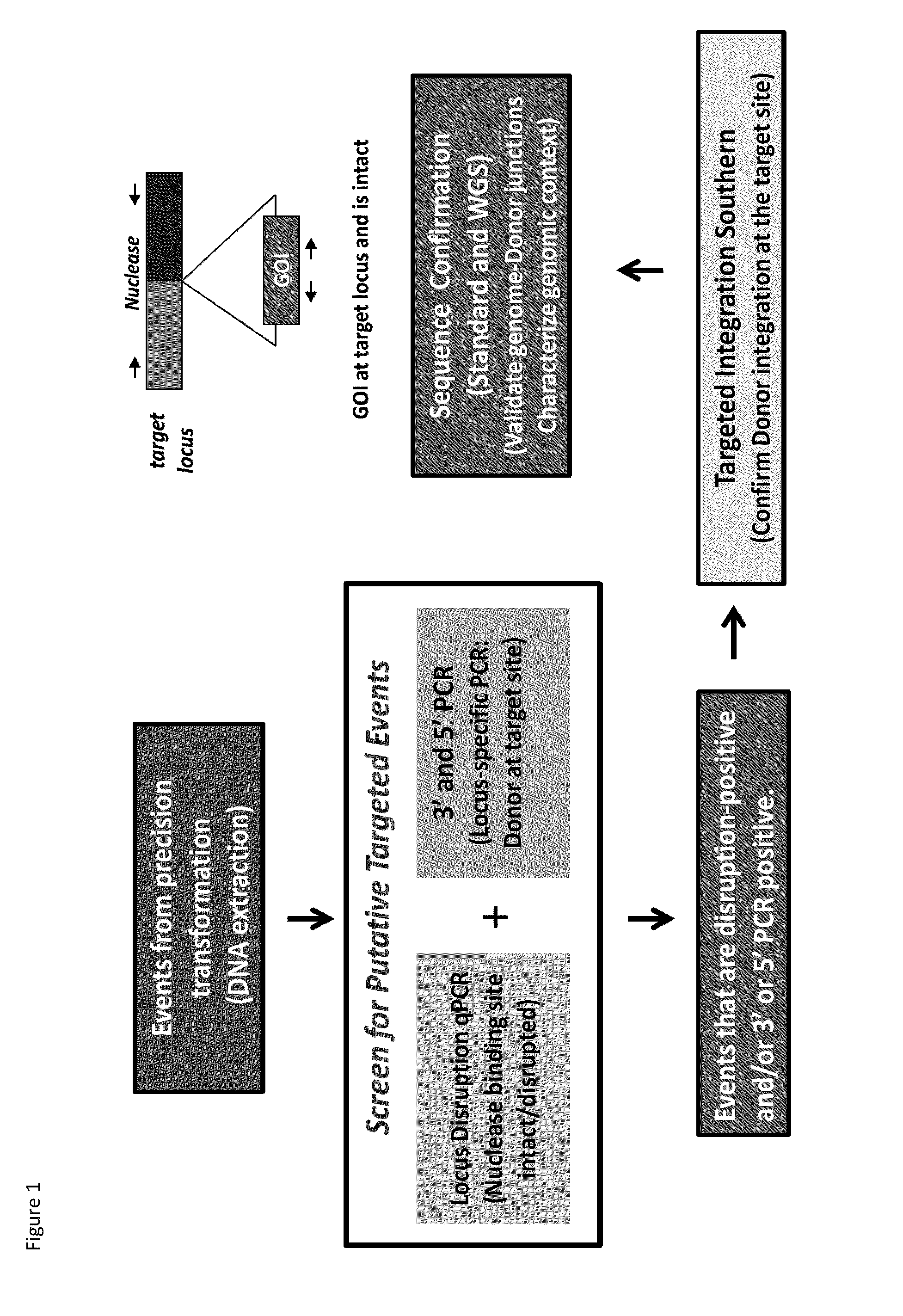 DNA detection methods for site specific nuclease activity