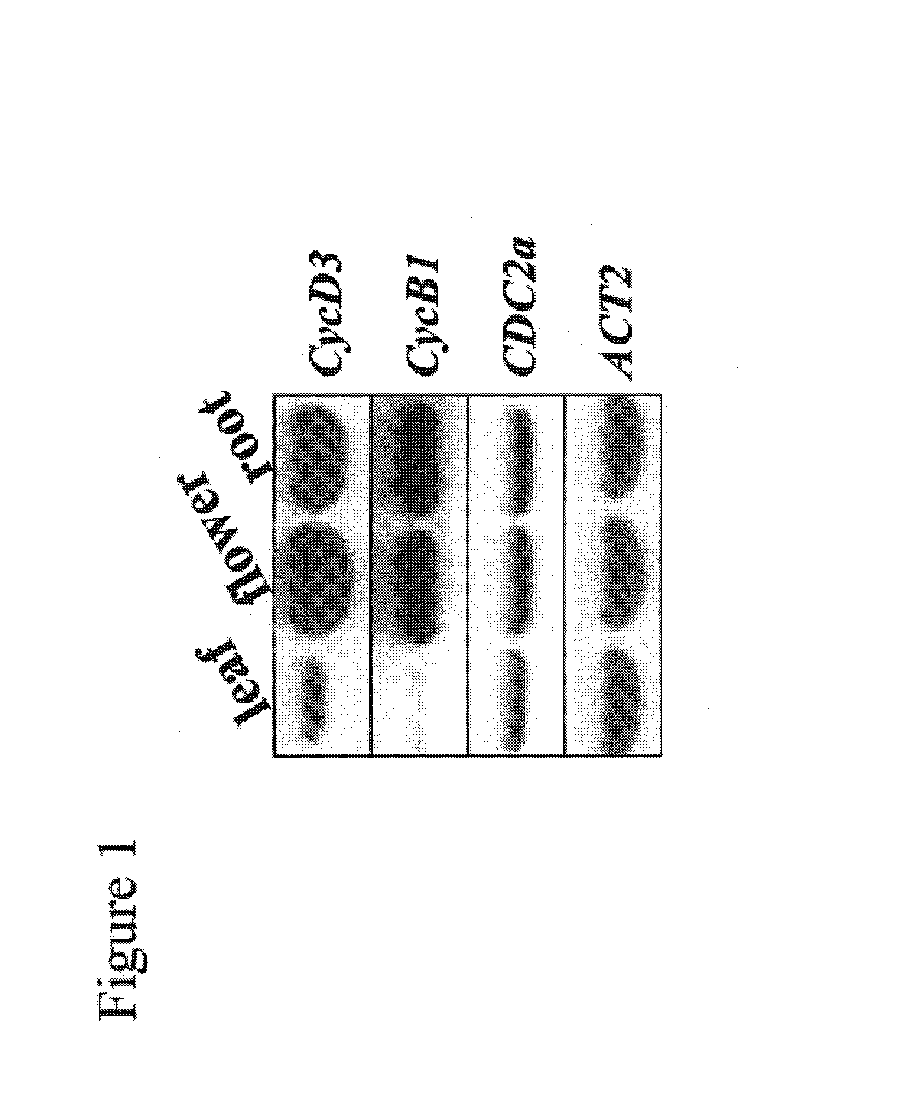 Transgenic plants expressing cytokinin biosynthetic genes and methods of use therefor