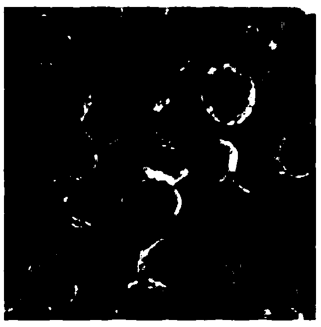 Silver nano-disc, its preparation method, and gold nano-ring and assembly prepared by using the same