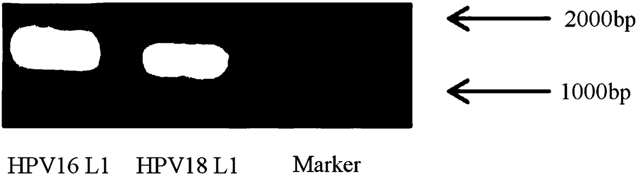 Test paper strip/test paper card for rapidly detecting HPV (Human Papilloma Virus) antibody by using double-antibody sandwich method and preparation method thereof