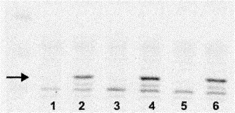 p28GANK monoclonal antibody and application thereof