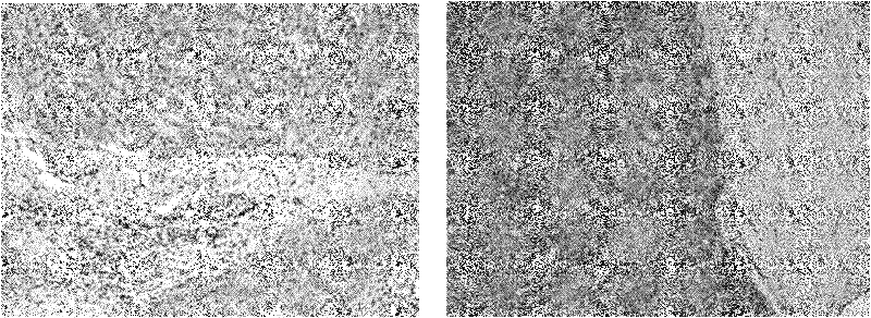 p28GANK monoclonal antibody and application thereof