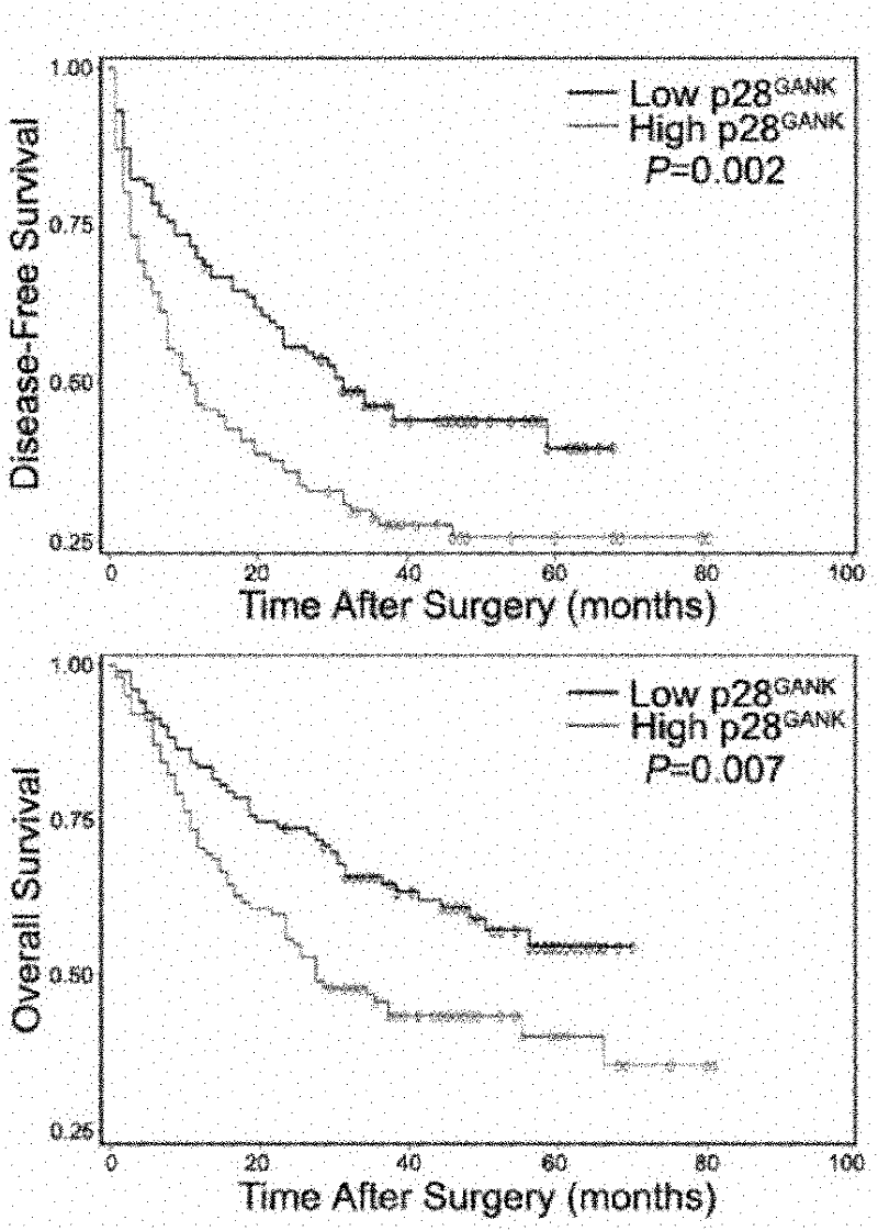 p28GANK monoclonal antibody and application thereof