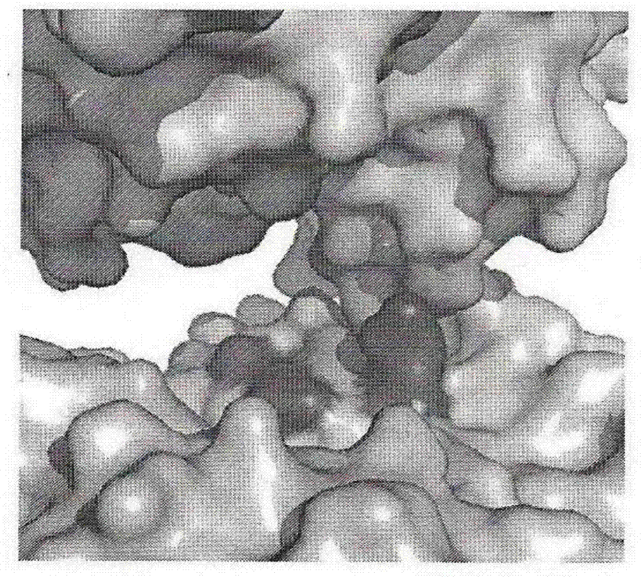 Application of baicalin in preparation of medicine for treating ricin poisoning