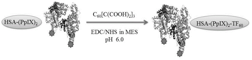 Tumor targeting photosensitizers and preparation methods and applications of photosensitizers