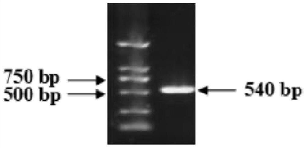 A kind of tobacco oa1 gene, primer and application