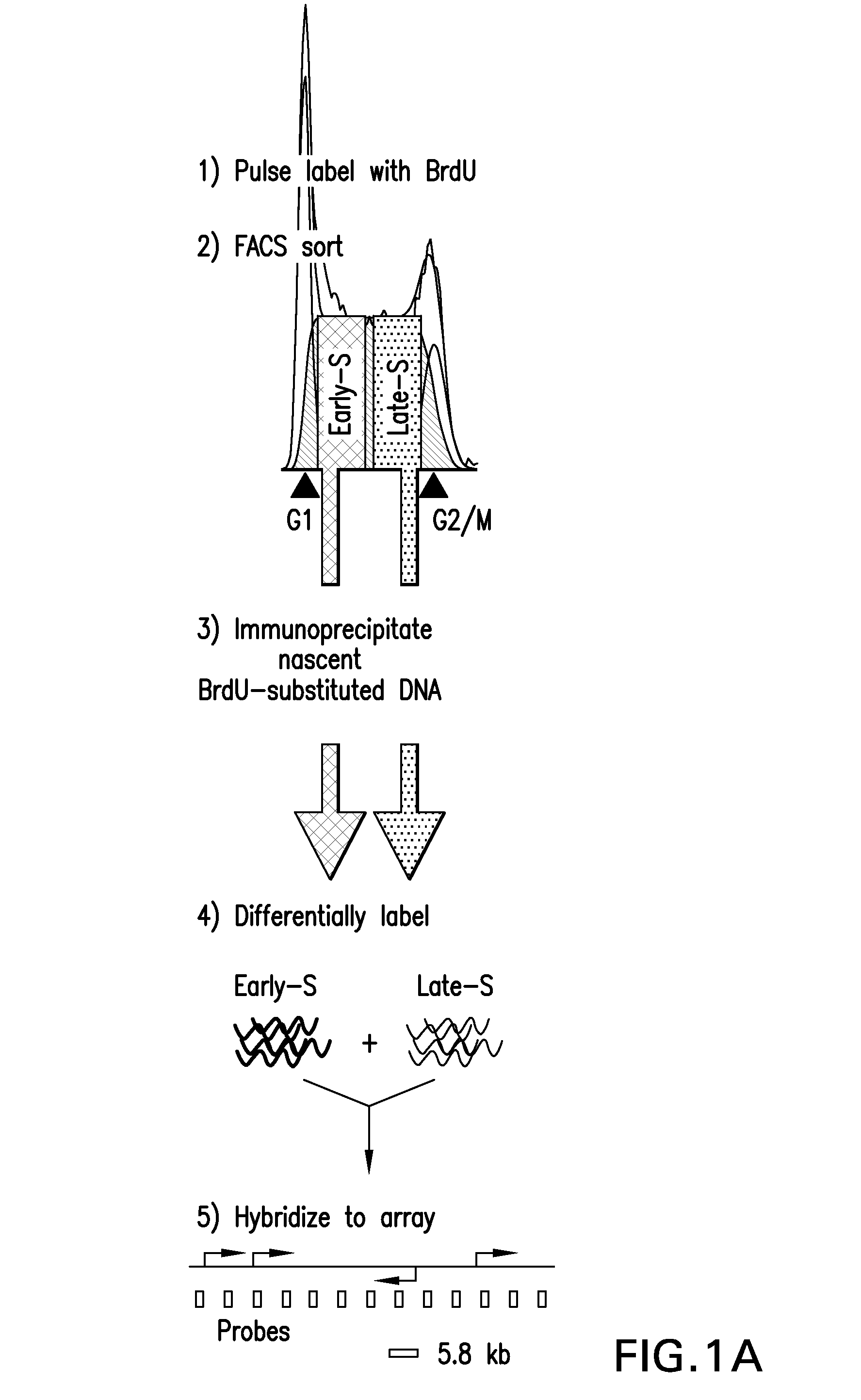 Method for identifying cells based on DNA replication domain timing profiles