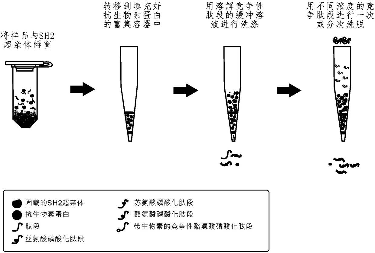 Tyrosine phosphoproteomics analysis method of tyrosine phosphopeptide