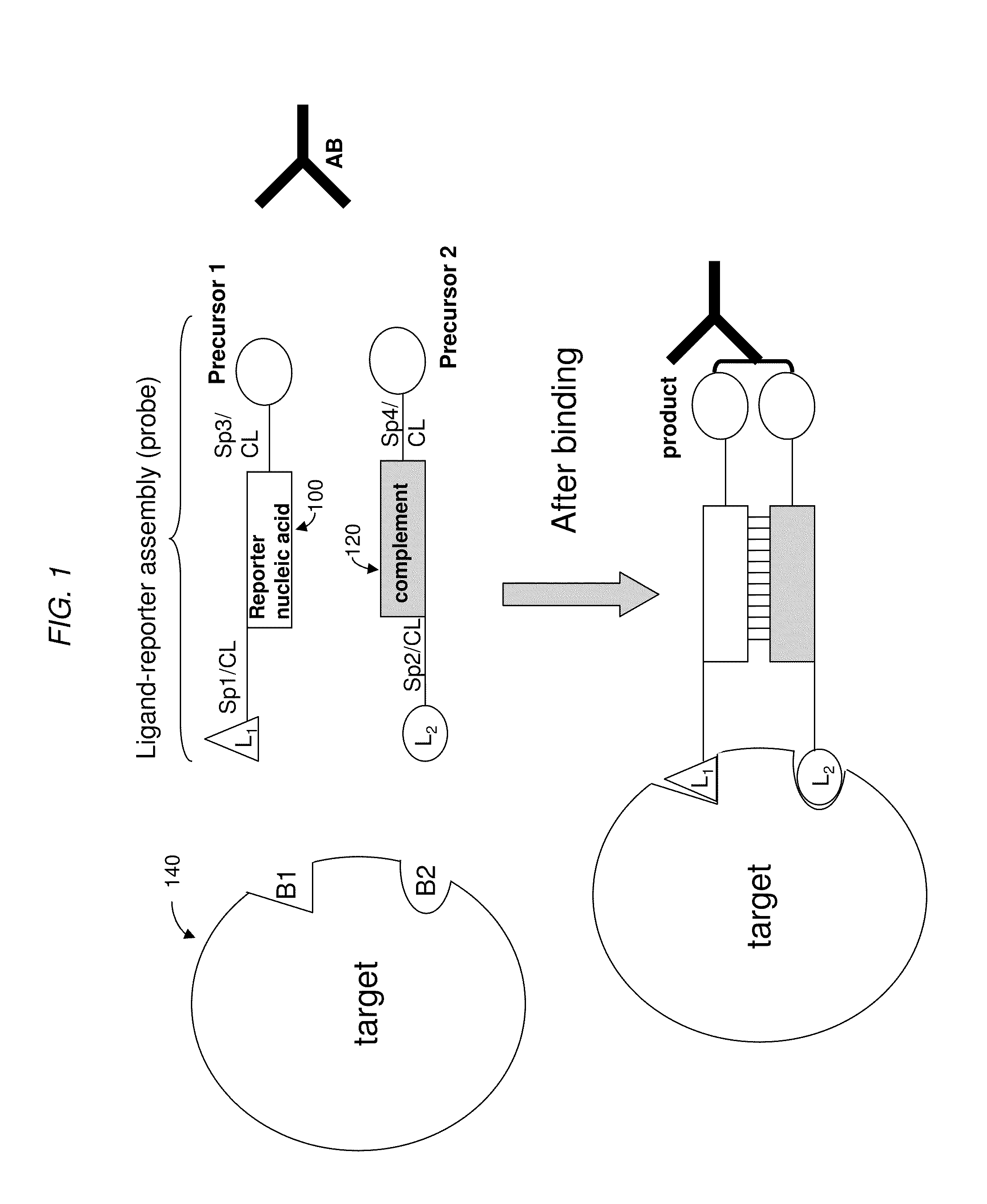 Detection Assays and Use Thereof