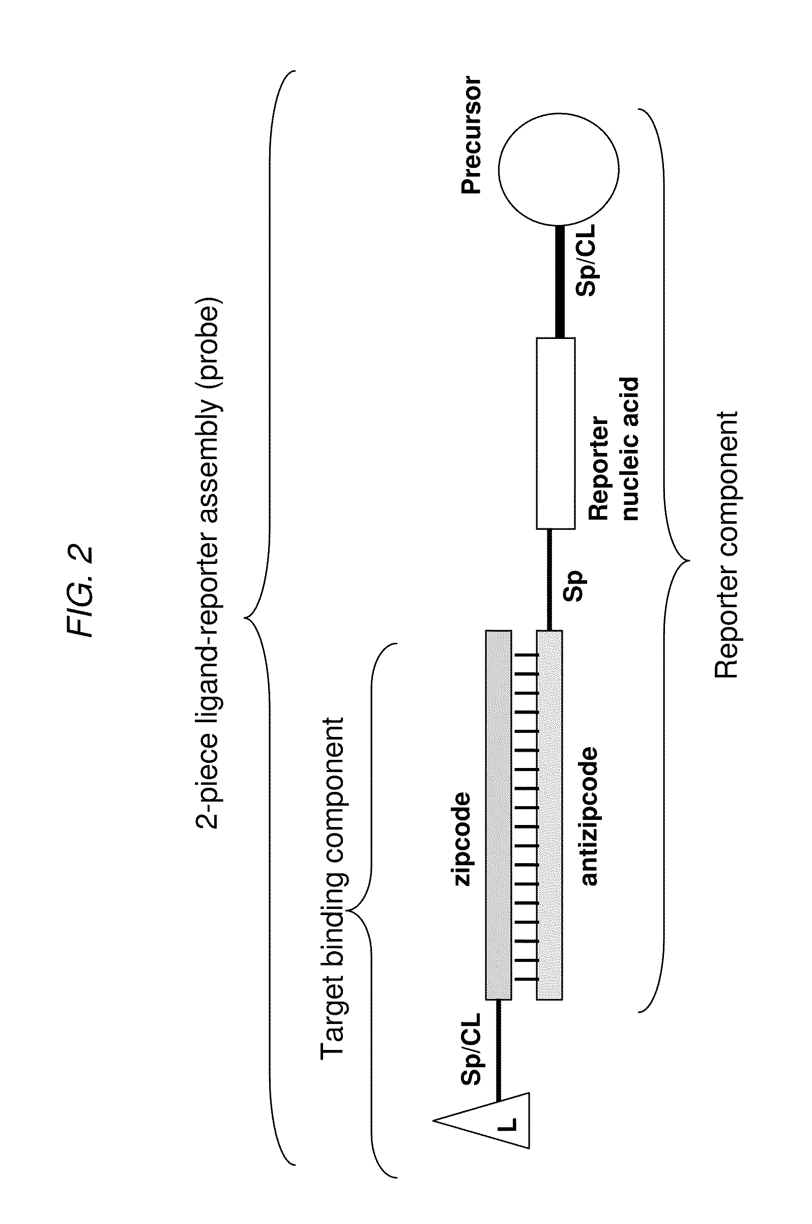 Detection Assays and Use Thereof