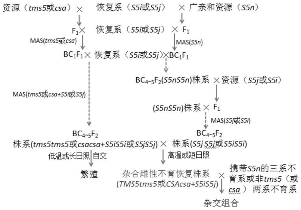 A kind of molecular breeding method of reproducible heterozygous female sterile restorer line and its application