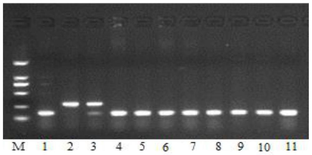 A kind of molecular breeding method of reproducible heterozygous female sterile restorer line and its application