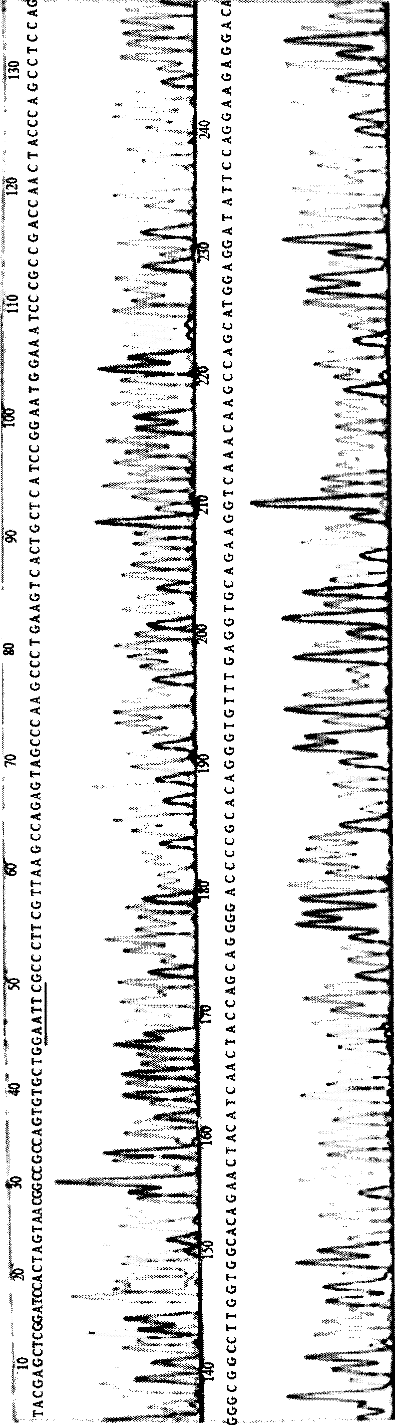 Monoclonal antibody of human carboxypeptidase A inhibition factor Latexin and use thereof