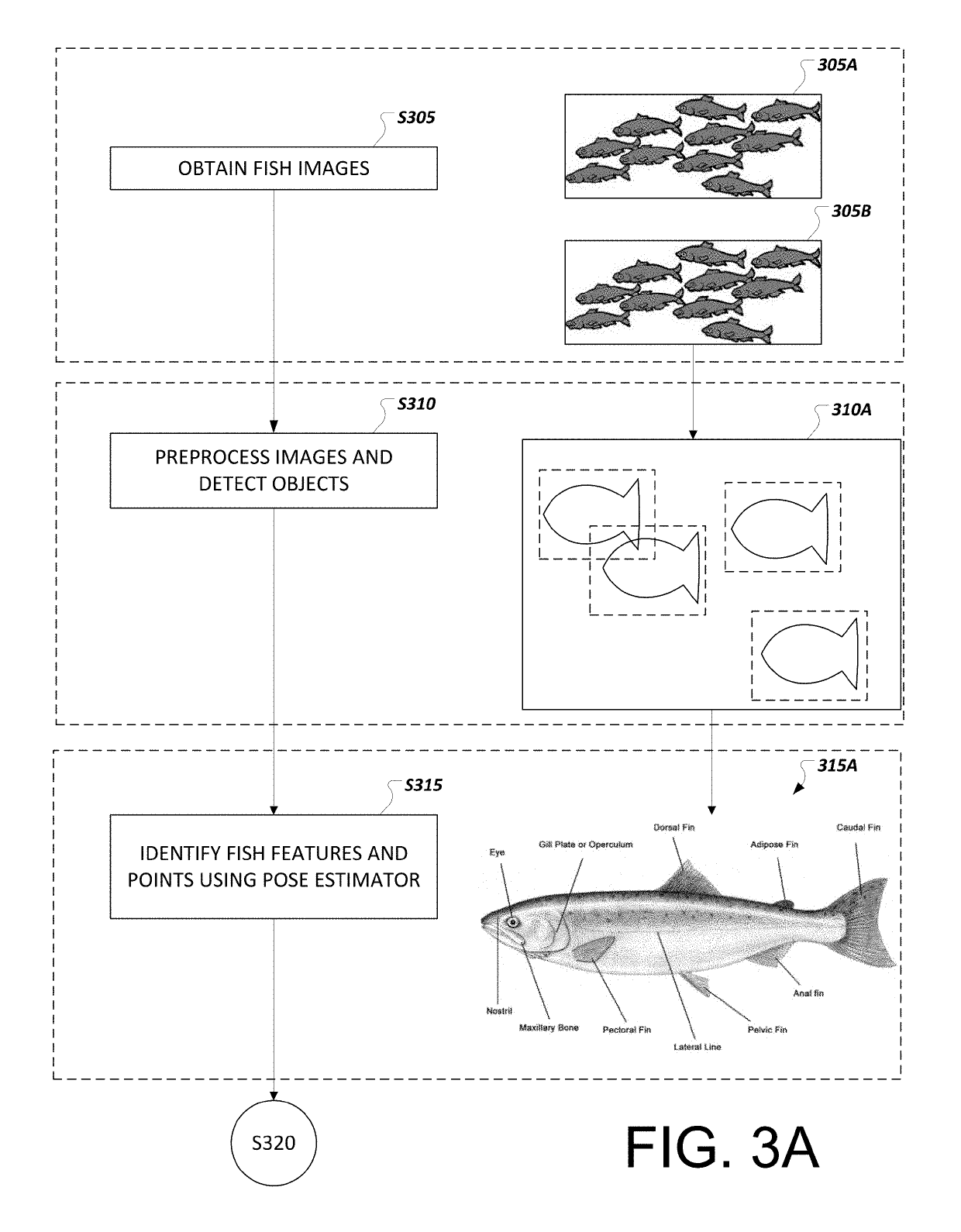 Fish biomass, shape, and size determination