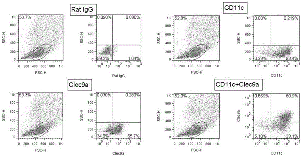 Clec9a-targeting affinity peptide WH peptide