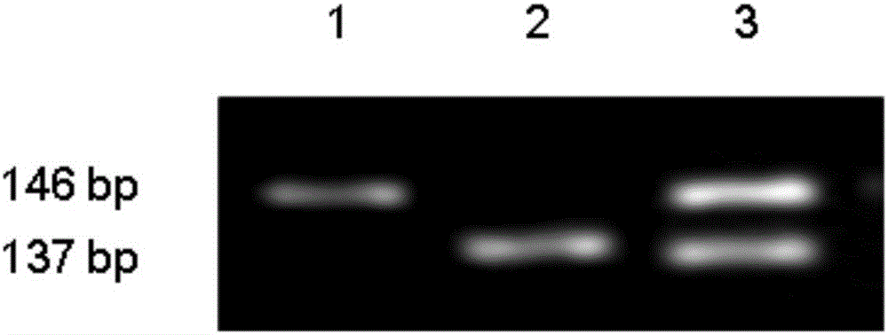 Molecular marker of rice amylose content micro-control gene AGPL1 and application