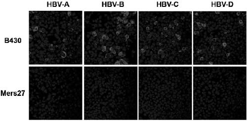 Neutralizing antibody B430 of hepatitis B virus (HBV) and application of neutralizing antibody B430