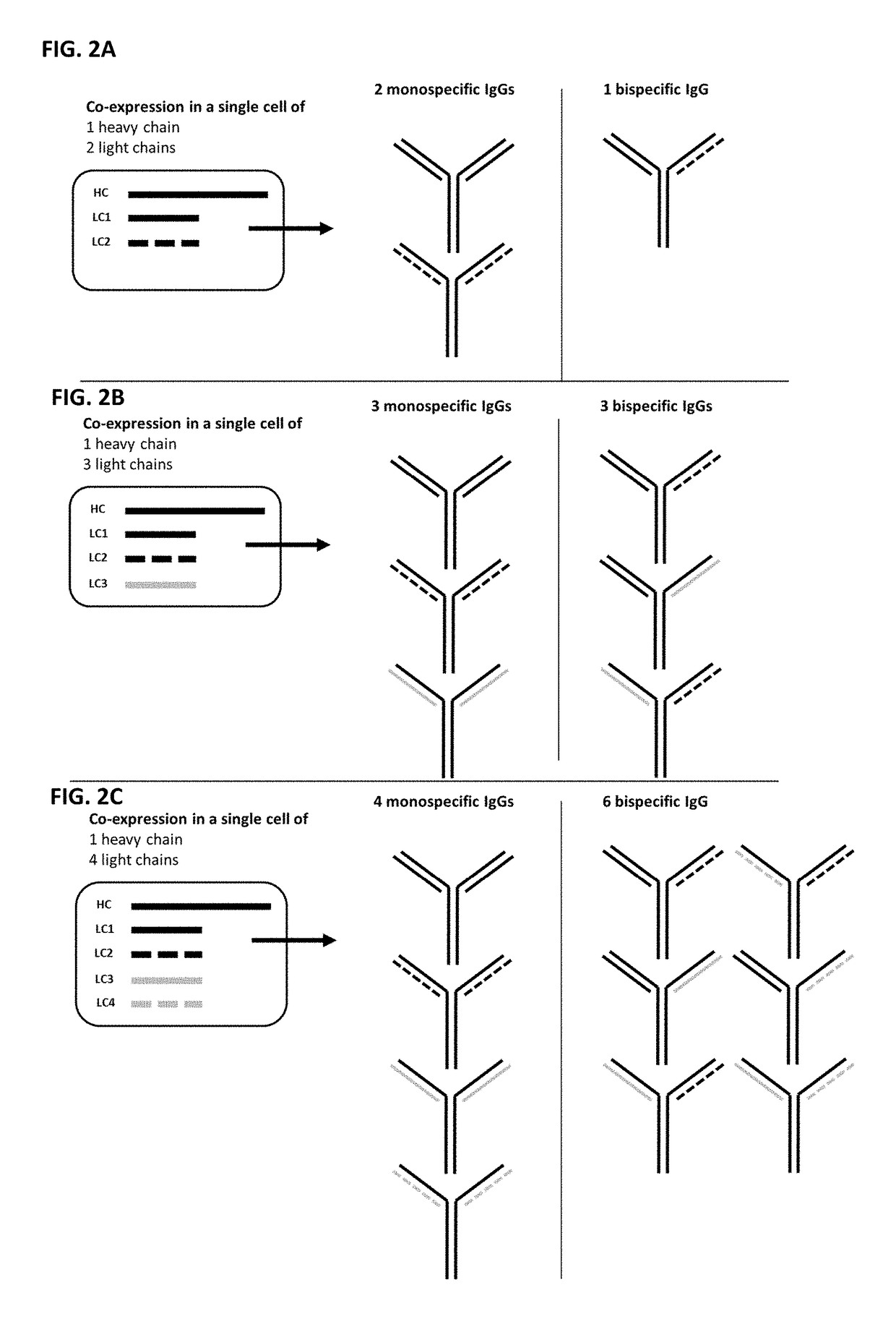 Generating multispecific antibody mixtures and methods of uses thereof
