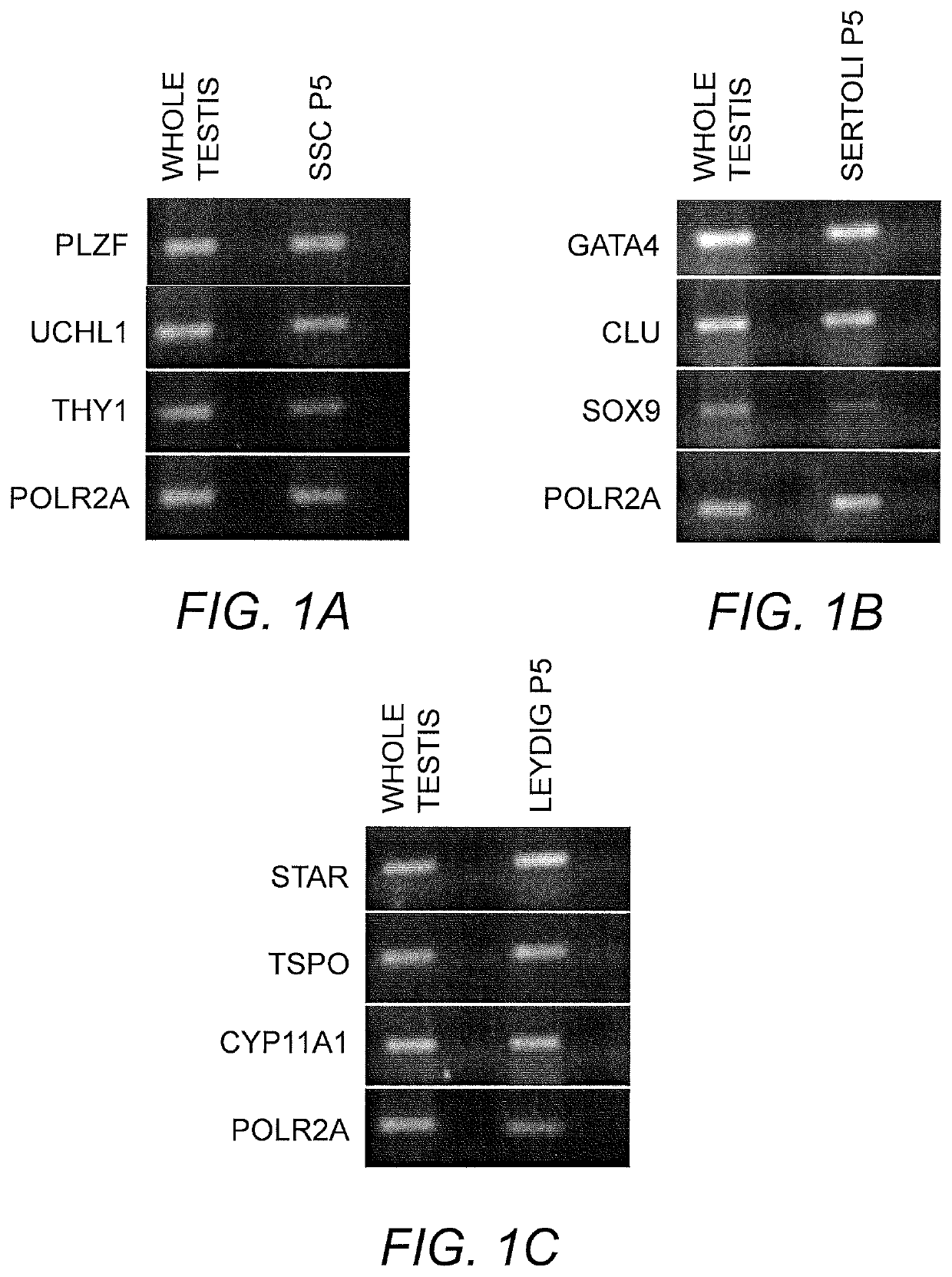 Method of producing in vitro testicular constructs and uses thereof