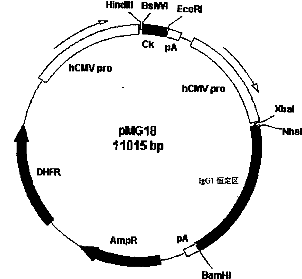 Recombinant monoclonal antibody against EGFR