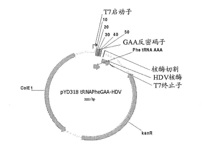 Mono charging system for selectively introducing non-native amino acids into proteins using an in vitro protein synthesis system