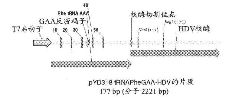 Mono charging system for selectively introducing non-native amino acids into proteins using an in vitro protein synthesis system